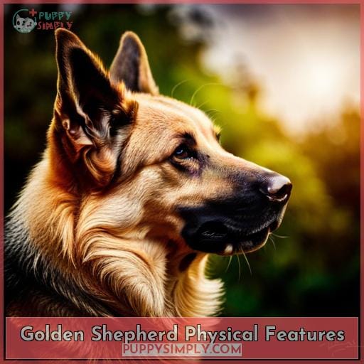 Golden Shepherd Physical Features