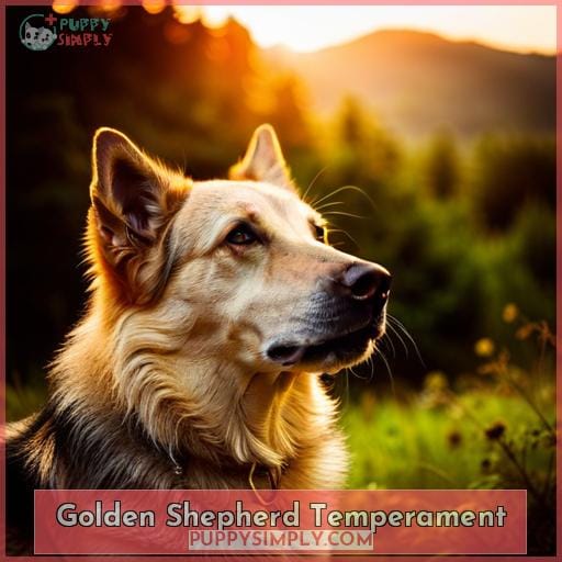 Golden Shepherd Temperament