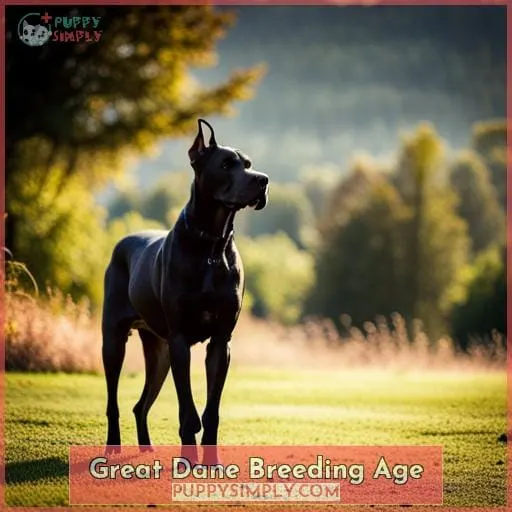 Great Dane Breeding Age