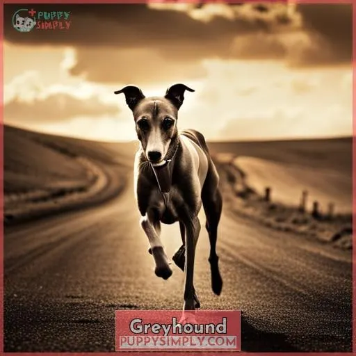 Greyhound