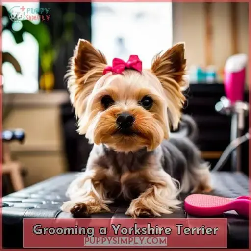 Grooming a Yorkshire Terrier