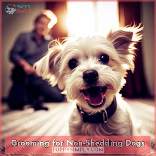 Grooming for Non-Shedding Dogs