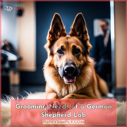 Grooming Needs of a German Shepherd Lab