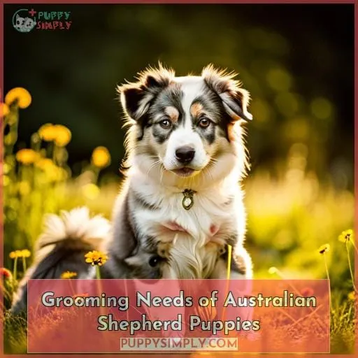 Grooming Needs of Australian Shepherd Puppies