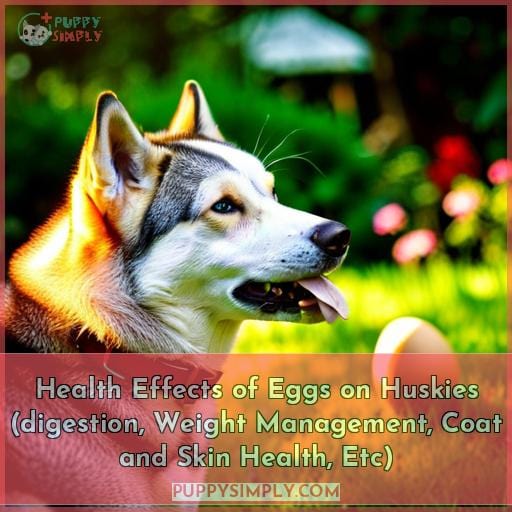 Health Effects of Eggs on Huskies (digestion, Weight Management, Coat and Skin Health, Etc)