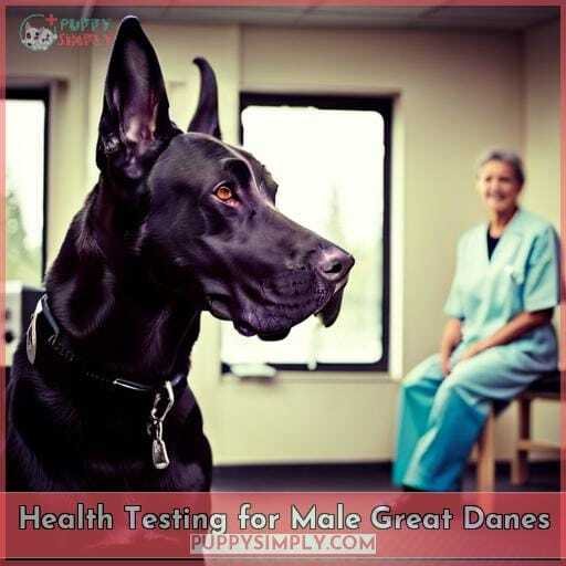 Health Testing for Male Great Danes Health Testing for Male Great Danes