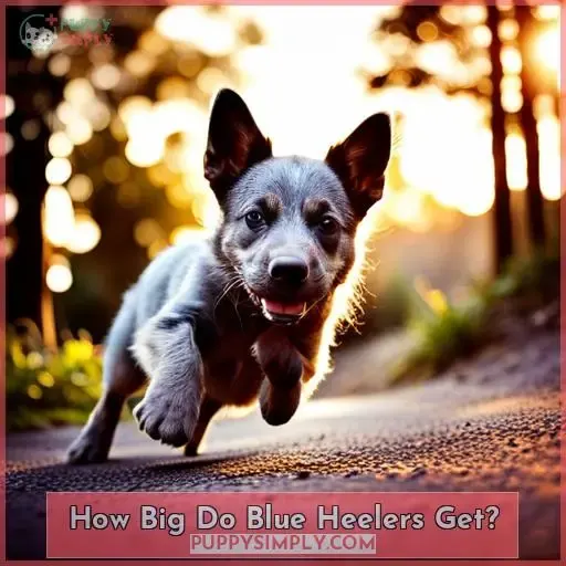 How Big Do Blue Heelers Get
