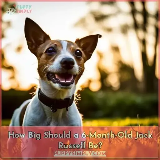 How Big Should a 6-Month-Old Jack Russell Be