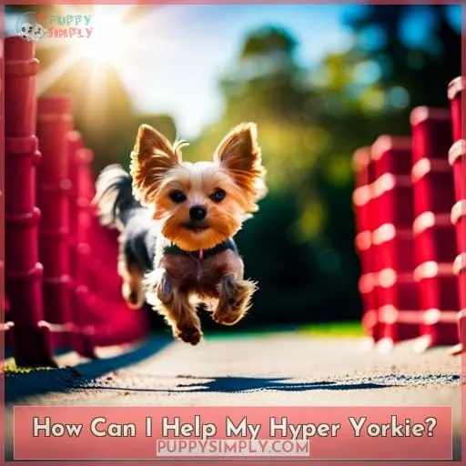 How Can I Help My Hyper Yorkie