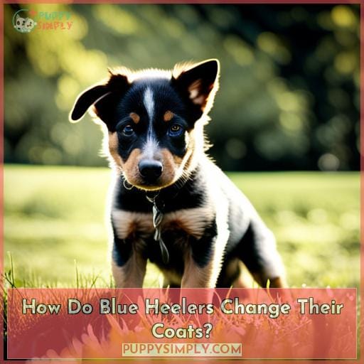 When Do Blue Heeler Puppies Get Their Color? The Unexpected Truth