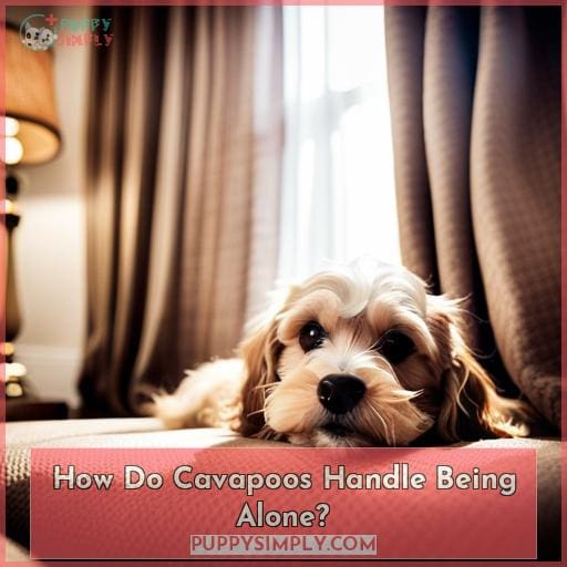 How Do Cavapoos Handle Being Alone