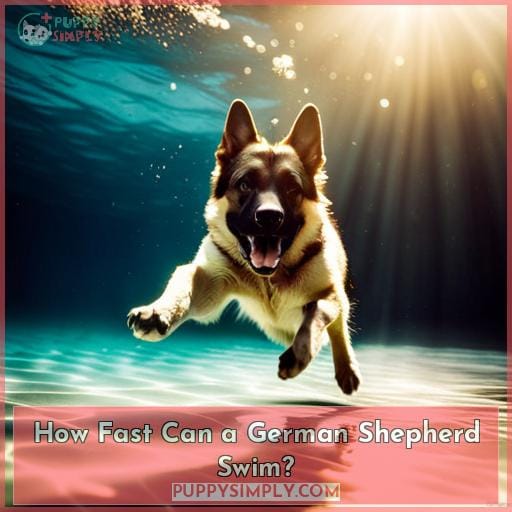 How Fast Can a German Shepherd Swim