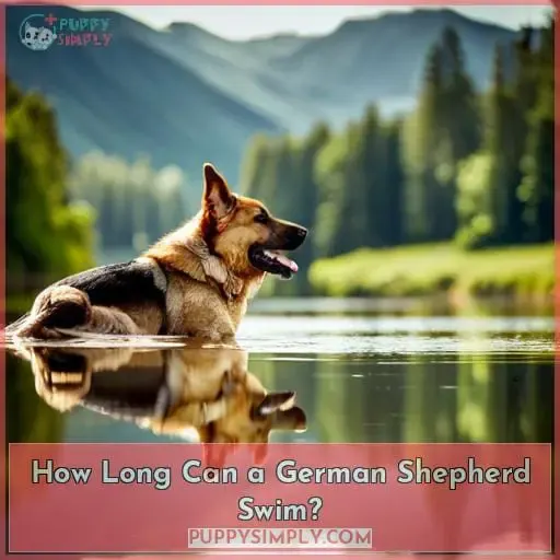 How Long Can a German Shepherd Swim