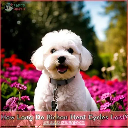 How Long Do Bichon Heat Cycles Last
