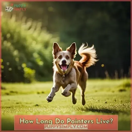 How Long Do Pointers Live
