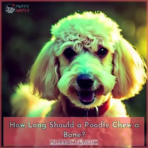 How Long Should a Poodle Chew a Bone