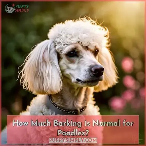 How Much Barking is Normal for Poodles