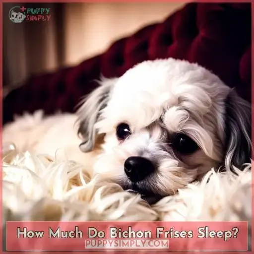How Much Do Bichon Frises Sleep