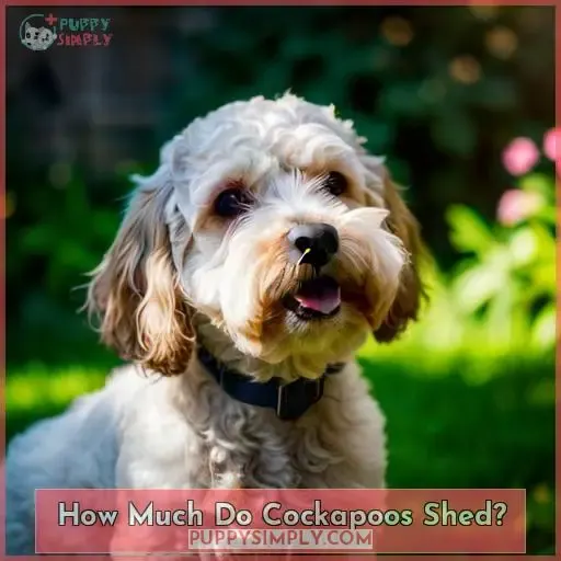 How Much Do Cockapoos Shed