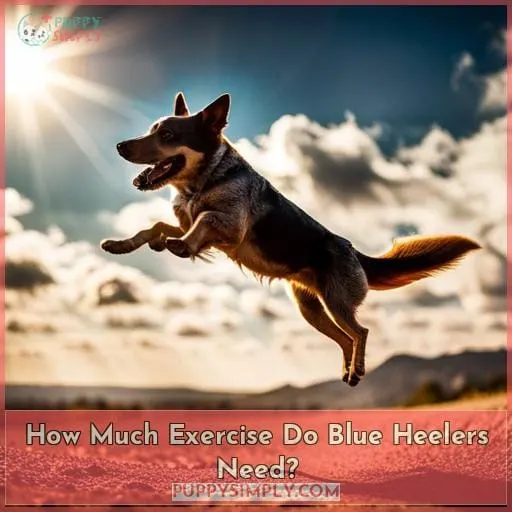 How Much Exercise Do Blue Heelers Need