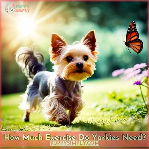 How Much Exercise Do Yorkies Need