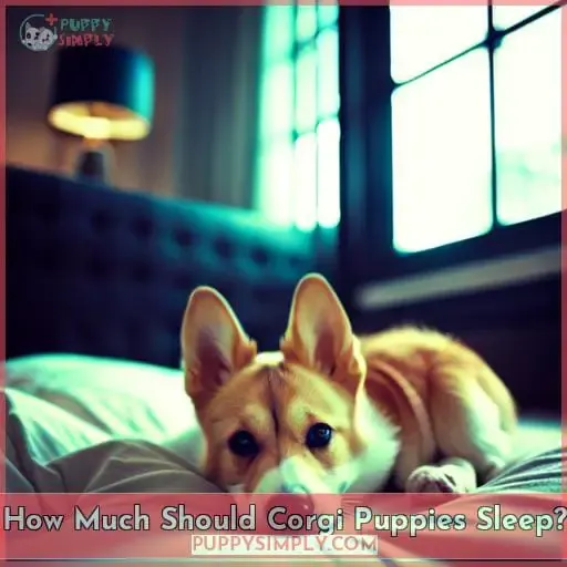 How Much Should Corgi Puppies Sleep