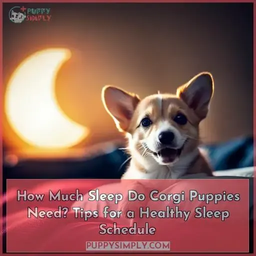 how much sleep does a corgi puppy need