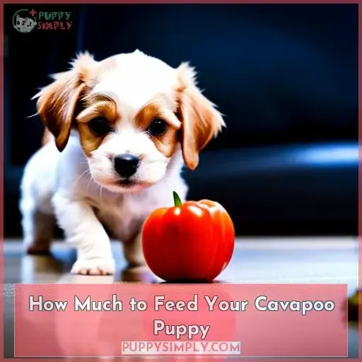 How Much to Feed Your Cavapoo Puppy