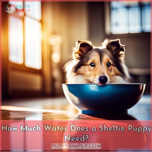 How Much Water Does a Sheltie Puppy Need How Much Water Does a Sheltie Puppy Need
