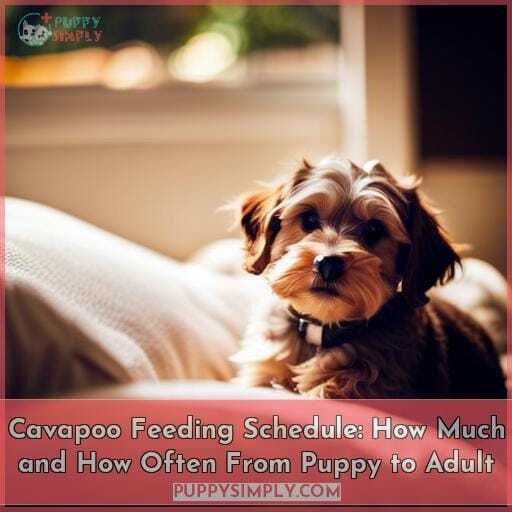 Cavapoo Feeding Schedule How Much and How Often From Puppy to Adult