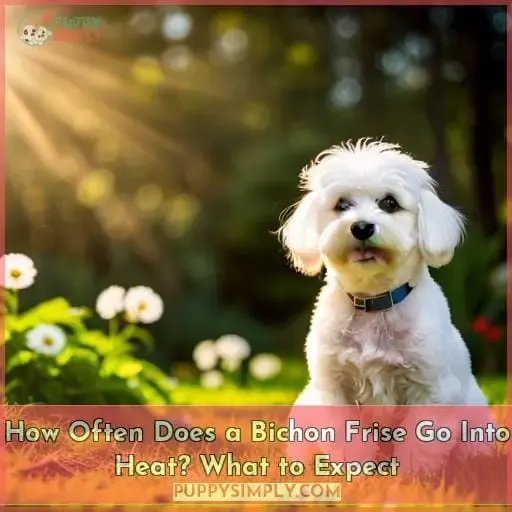 how often does a bichon frise go into heat