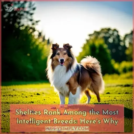 how smart are shelties