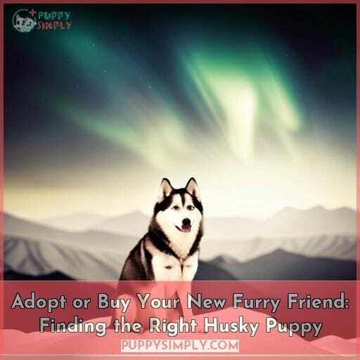 how to find a husky to buy how to find a husky to buy