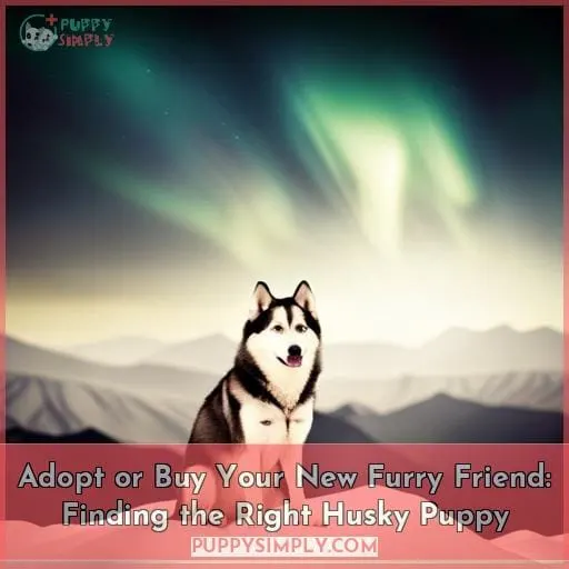 how to find a husky to buy