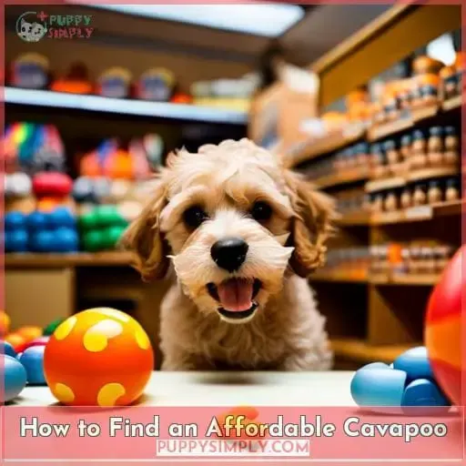 How to Find an Affordable Cavapoo