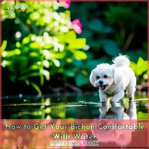 How to Get Your Bichon Comfortable With Water