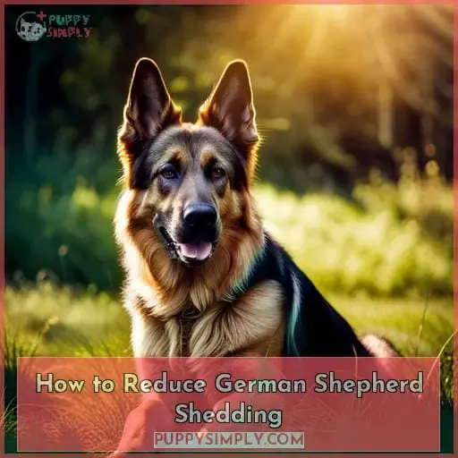 How to Reduce German Shepherd Shedding