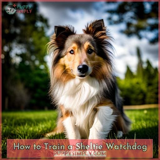 How to Train a Sheltie Watchdog