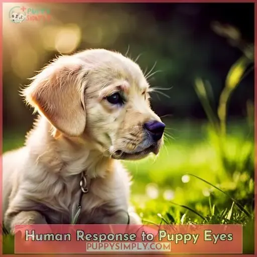 Human Response to Puppy Eyes
