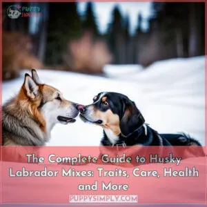 husky labrador mixes a complete guide with pictures