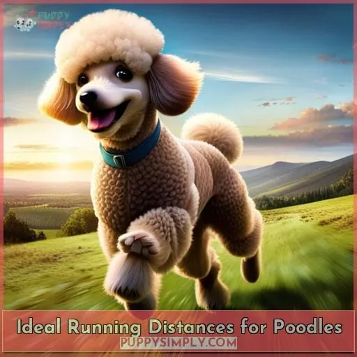 Ideal Running Distances for Poodles