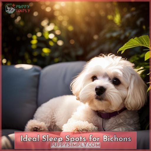 Ideal Sleep Spots for Bichons