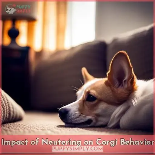 Impact of Neutering on Corgi Behavior