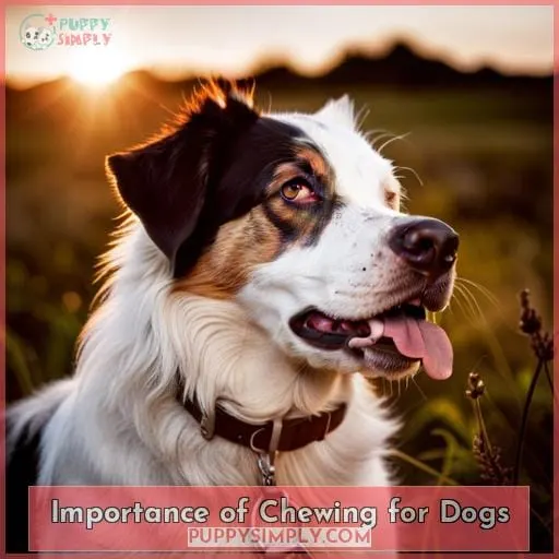 Importance of Chewing for Dogs