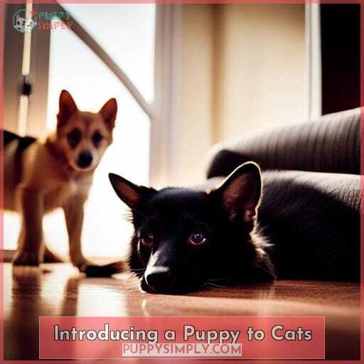 Introducing a Puppy to Cats Introducing a Puppy to Cats