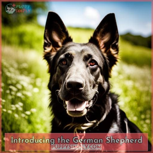 German Shepherd Intelligence: How Smart are these Capable, Adaptable Dogs?