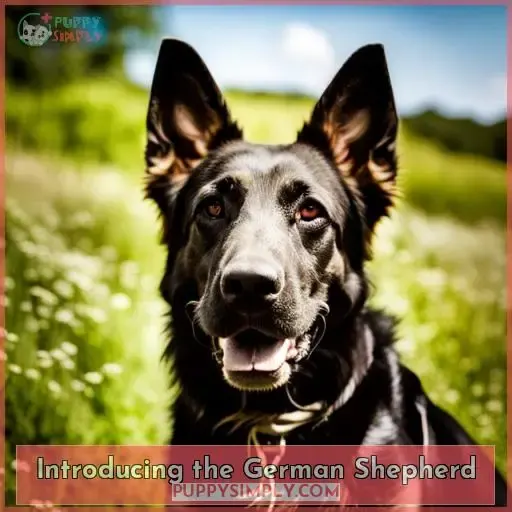 Introducing the German Shepherd