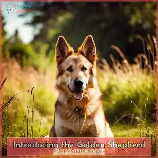 Introducing the Golden Shepherd