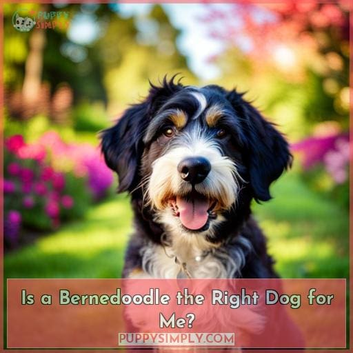 Is a Bernedoodle the Right Dog for Me