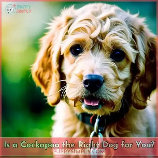 Is a Cockapoo the Right Dog for You